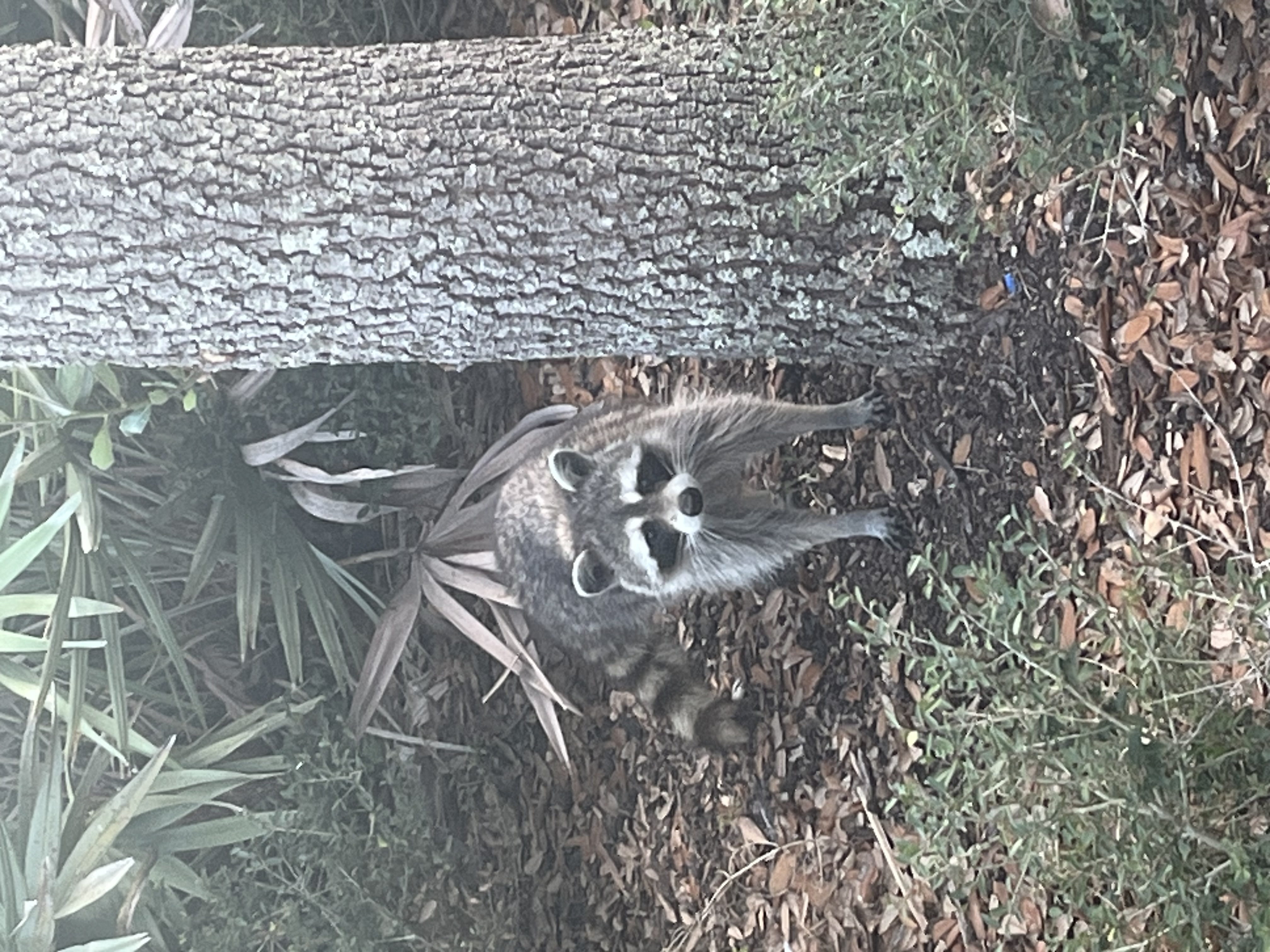 raccoon standing next to a palm tree