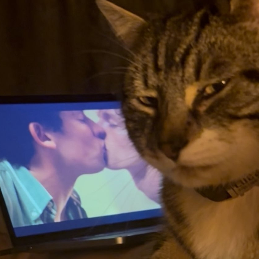 picture of cat looking disgusted with a picture of two men kissing in the background